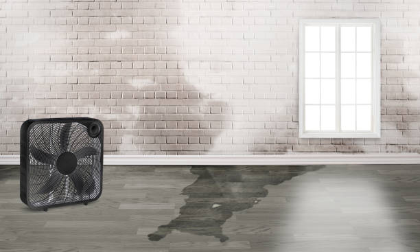 Best Basement water damage restoration  in Sheffield, AL
